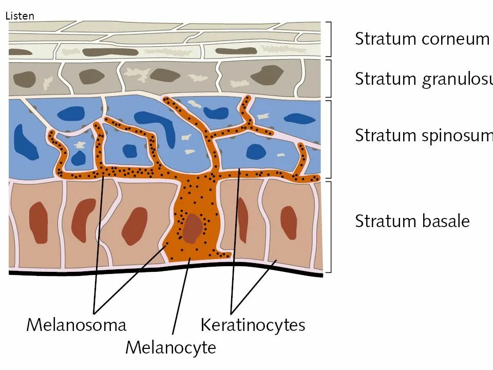 Строение пигментов. Строение кожи меланин пигмент. Строение эпидермиса меланоциты. Меланоциты меланин кожа. Клетки меланоциты в коже.