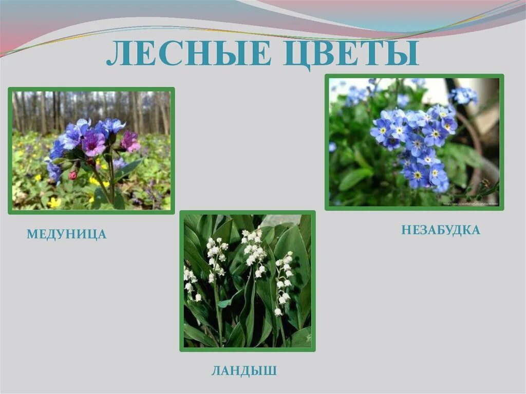 Лесные цветы в июне. Цветы нашей Родины. Лесные цветы Амурской области. Лесные цветы Новосибирска.