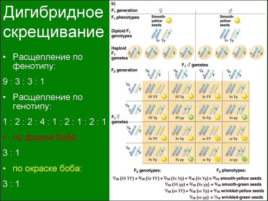 Расщепление латынь. Расщепление по фенотипу 3:3:1:1 дигибридное скрещивание. 3 Закон Менделя дигибридное скрещивание. Скрещивание по фенотипу 2:2:1:1. Расщепление по генотипу и фенотипу 1 1 1 1.