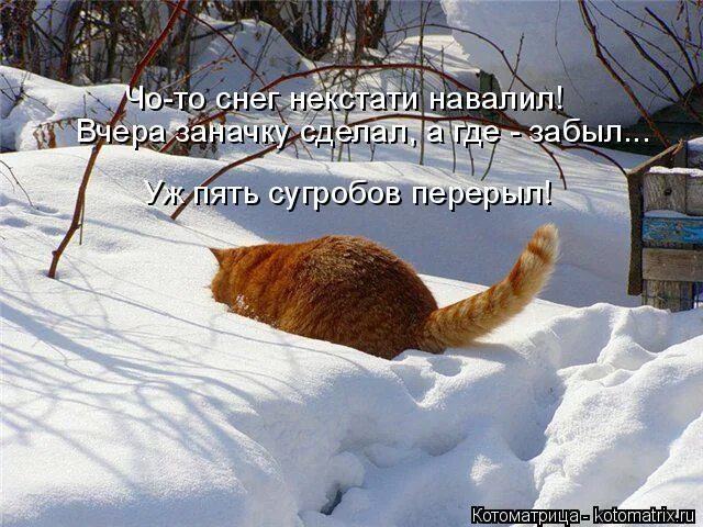 Вот кто то снег. Опять снег. И снова пришла зима. Шутки про зиму. Снова зима котики.