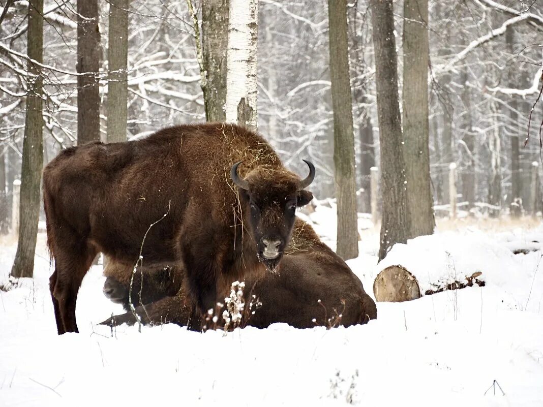 приокский заповедник зубров. приокско-террасный заповедник зубры. приокско-террасный заповедник зубры. зубры в подмосковье заповедник. заповедник зубров в серпухове.