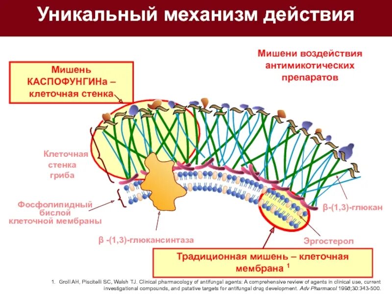 Клеточной мембране клетки грибов. Структура клеточной стенки гриба. Строение клеточной стенки грибов микробиология. Грибная клетка строение стенки. Строение клеточной стенки гриба.