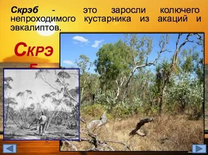 Что такое скрэб