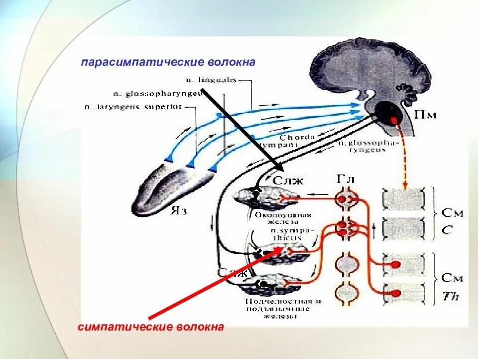 Регуляция слюноотделения схема. Рефлекторная дуга регуляции слюноотделения. Регуляция слюноотделения физиология. Симпатическая регуляция слюноотделения.