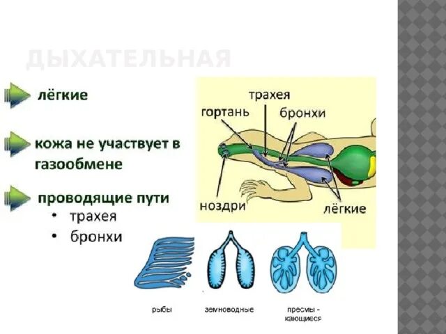 Ячеистые легкие особенности