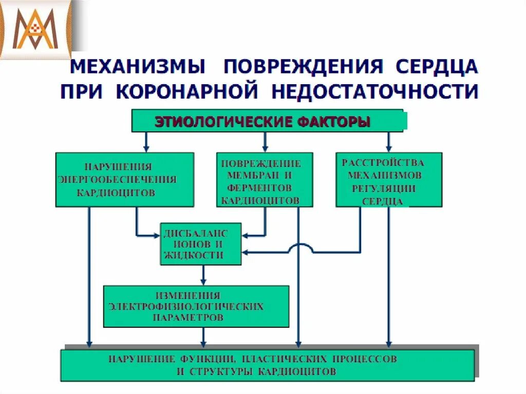 Острая сердечная коронарная недостаточность. Механизм повреждения миокарда при коронарной недостаточности. Патогенез коронарной недостаточности. Коронарная недостаточность механизм развития. Коронарная недостаточность патофизиология.