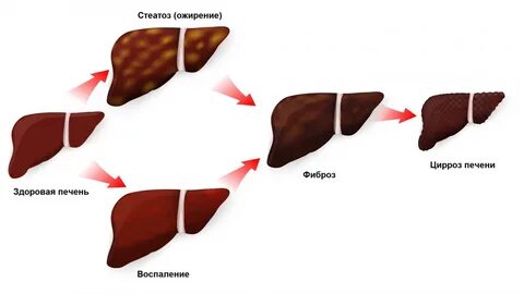 Собака болит печень