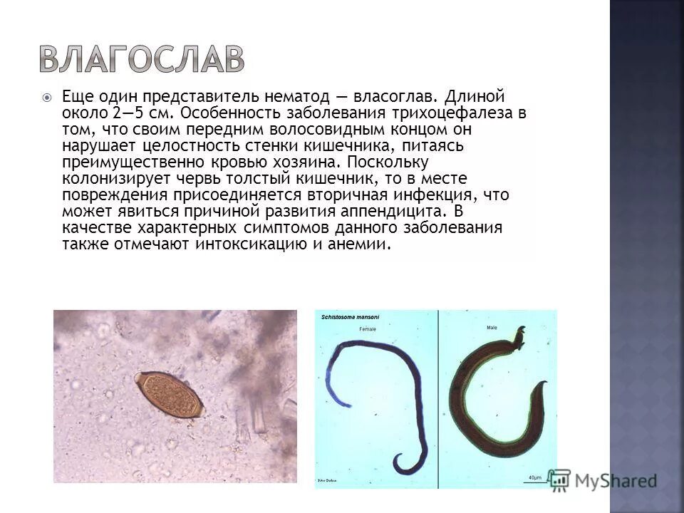 Какие черви свободноживущие