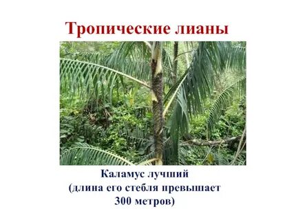 Тропические лианы это 2