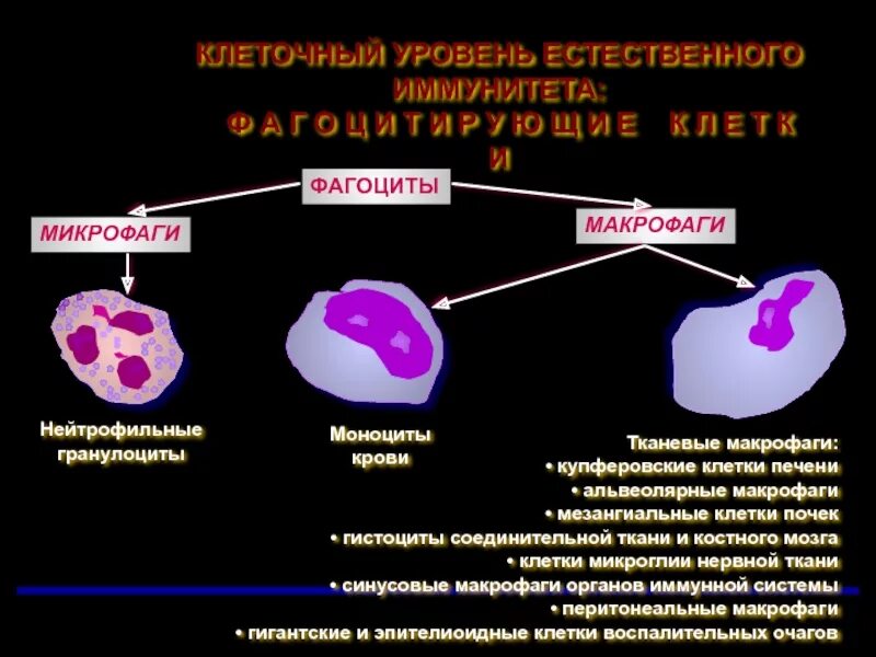 Макрофаги микробиология. Фагоциты и макрофаги. Фагоцитарная активность макрофагов. Макрофаги это клетки. Роль макрофагов