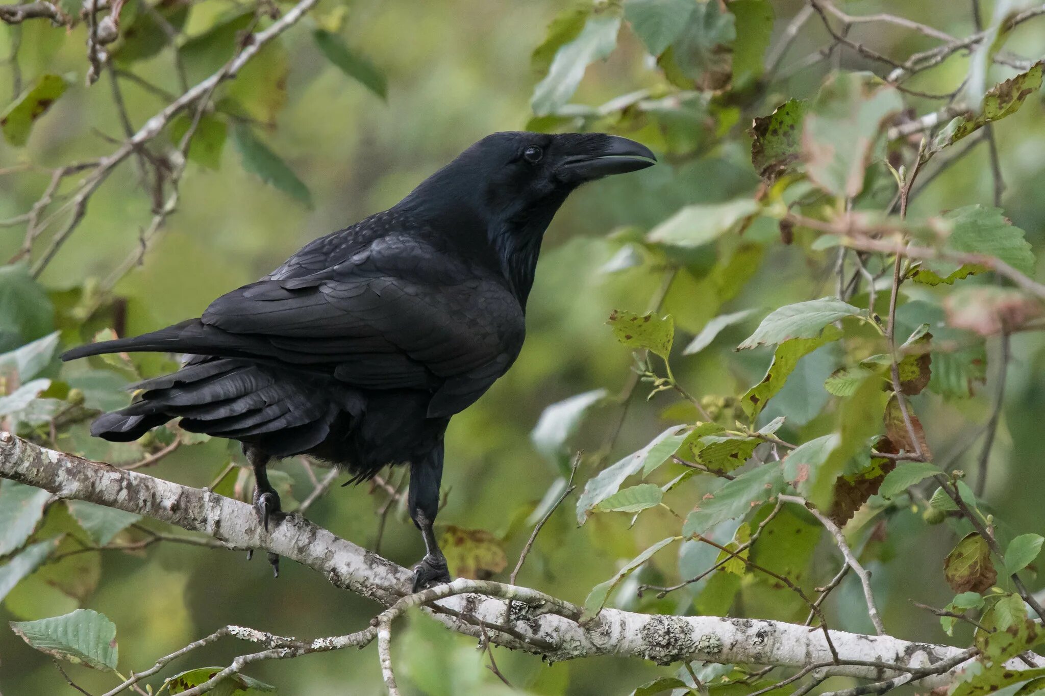 Чем ворона похожа на стол. Corvus Corax. Королевский ворон Коракс. Ворон Corvus Corax. Корвус Коракс ворон черный.