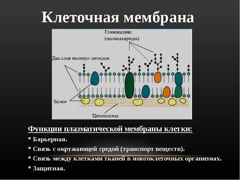Клеточная стенка гликокаликс. Плазматическая мембрана гликокаликс. клеточная мембрана процесс. клеточная мембрана гликокаликс. органоиды плазматической мембраны мембраны клетки.