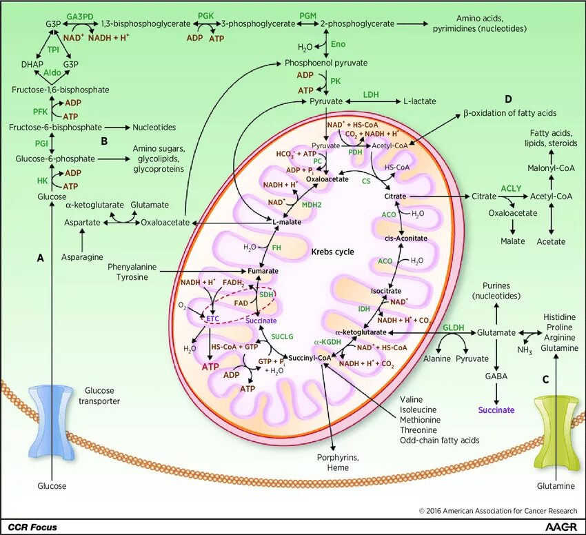 Биохимия и микробиология. Цикл трикарбоновых кислот включает:. Krebs Cycle Biochemistry. Krebs Cycle anaplerotic. Pyruvate acetyl COA Krebs Cycle.