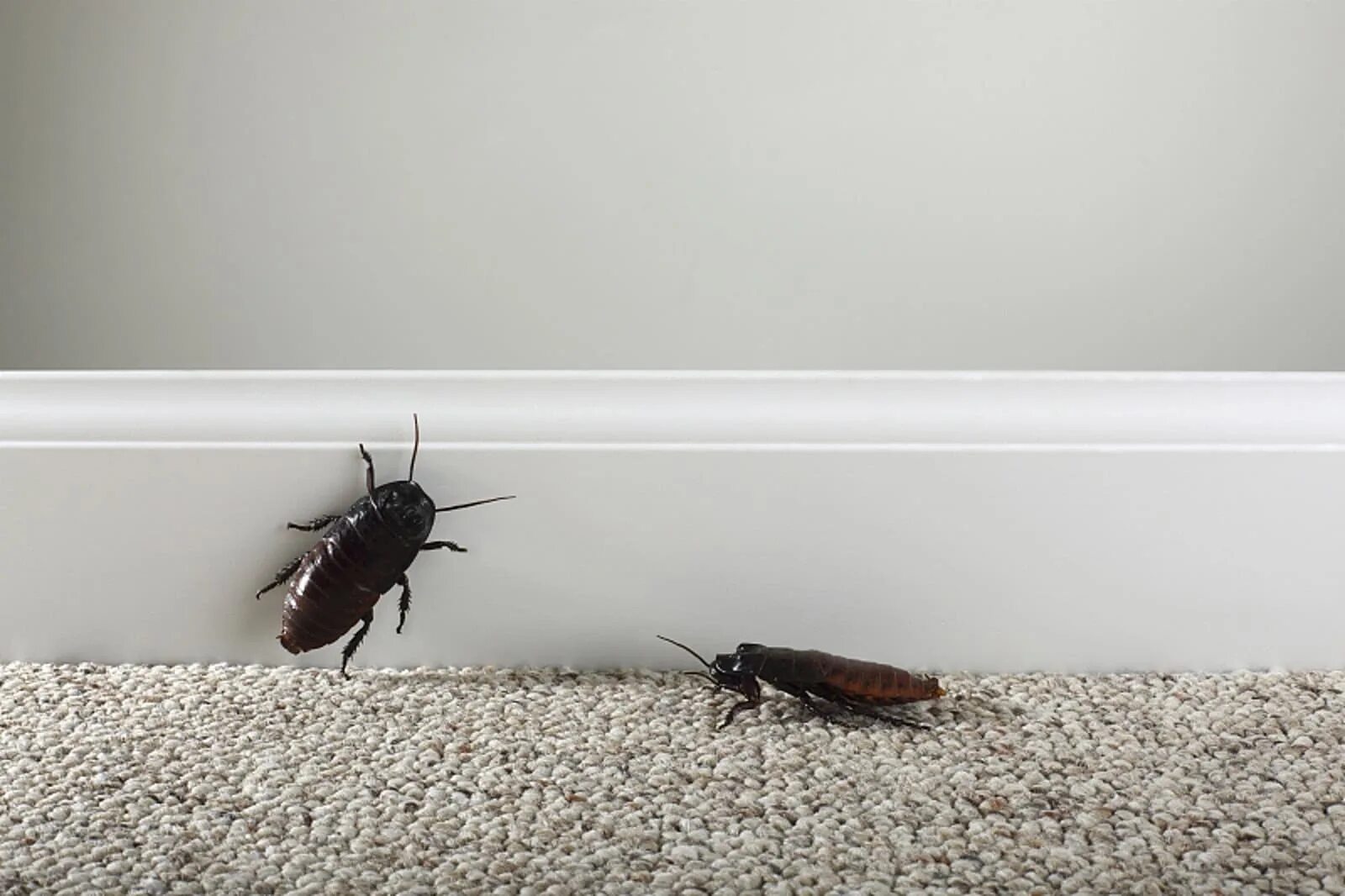 Таракан сдает квартиру. Жук Прусак черный. Жук Прусак черный домашний. Черные канализационные тараканы. Нашествие тараканов Прусаков.