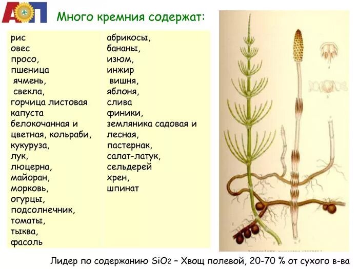 Хвощ полевой содержит кремний. Какие травы содержат кремний. Продукты содержащие кремний. Растения с большим содержанием кремния.