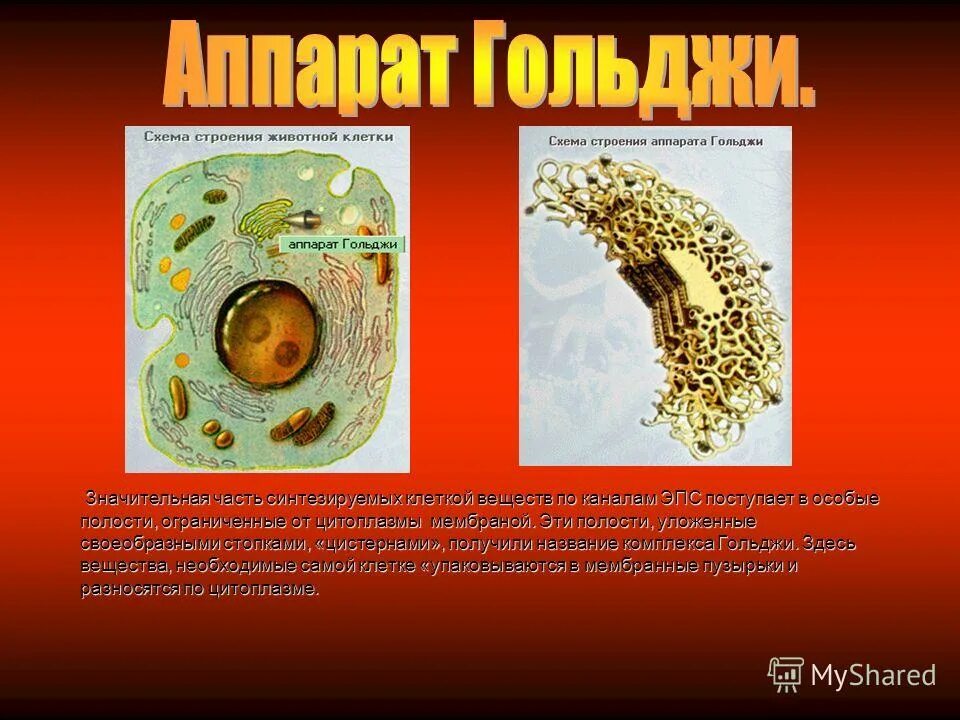 проект клетка элементарная единица жизни на земле. проект клетка элементарная единица жизни на земле. ядро процессы жизнедеятельности. цитология строение и жизнедеятельность клеток. цитология это наука о клетке клетка элементарное единица.