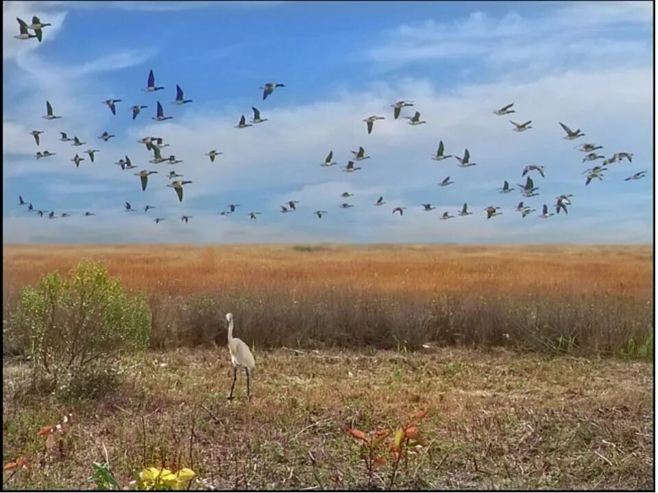 Птицы улетают на Юг. Птицы над полем. Журавли в поле. Стая перелетных птиц.
