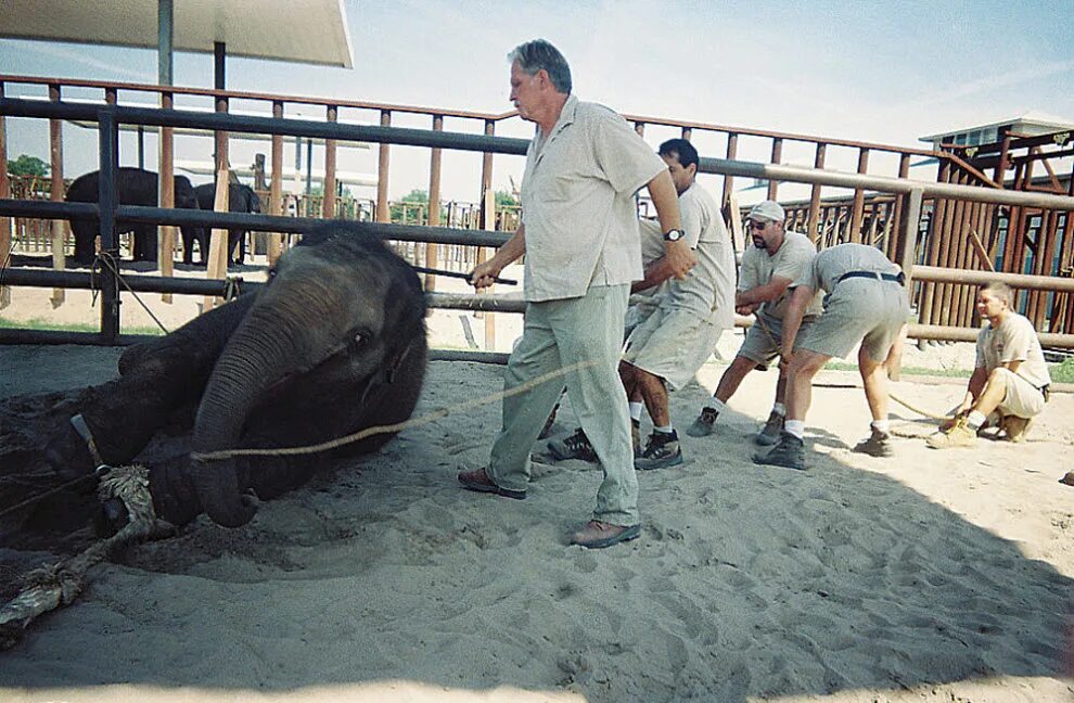 как дрессируют животных в цирке. животные в цирке жестокость. дрессировка слона в цирке. как дрессируют животных в цирке. эксплуатация животных.