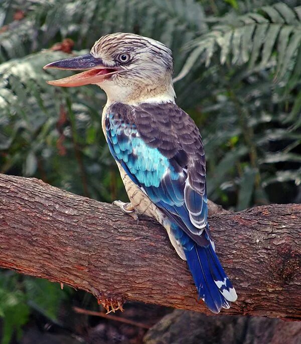 Eye_spy_birds on Instagram: " ⭐ FEATURING: @naidu_kumpatla ⭐ Laughing Kookaburra