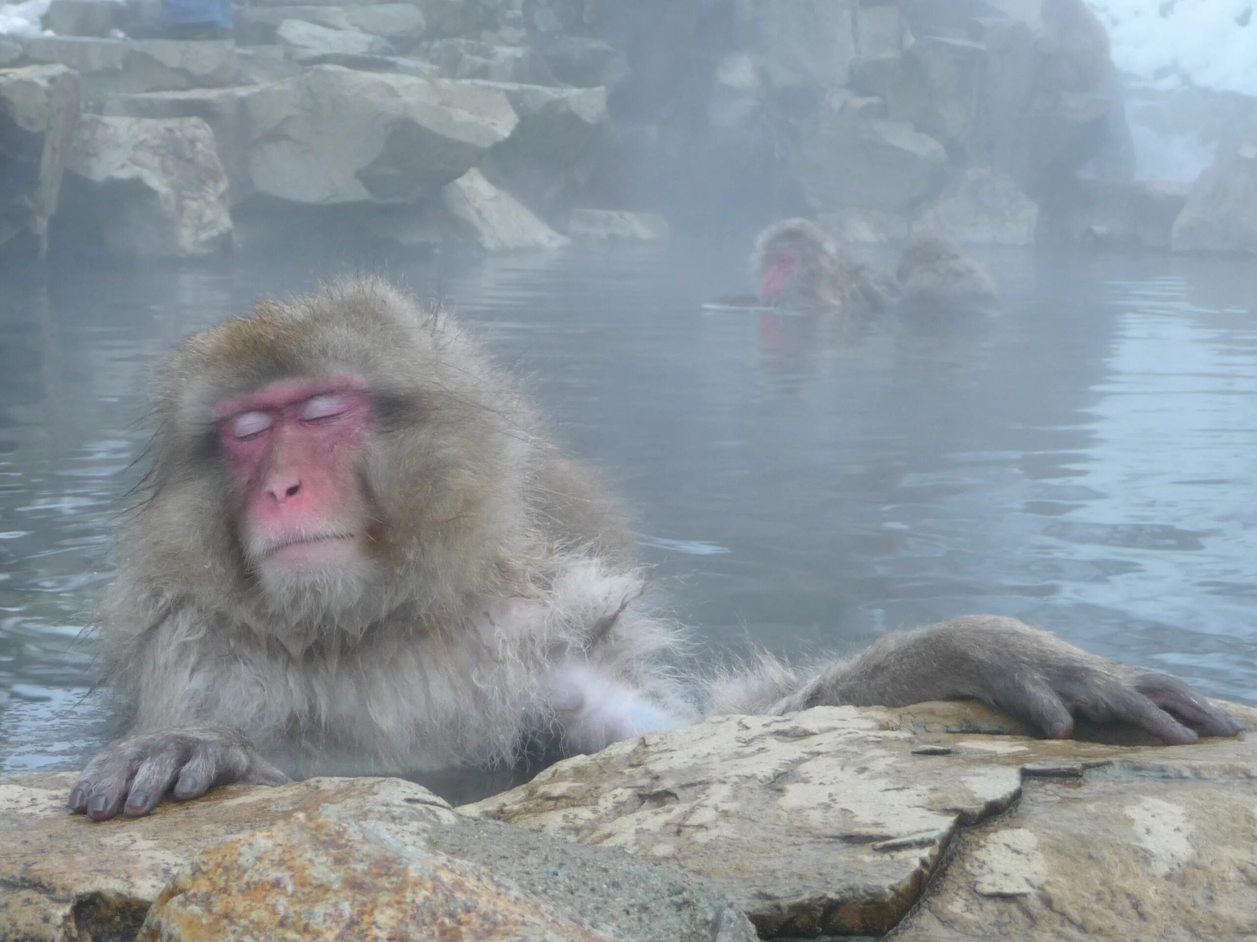 Science news in brief: From studying sea monkeys to a new spider family tree The