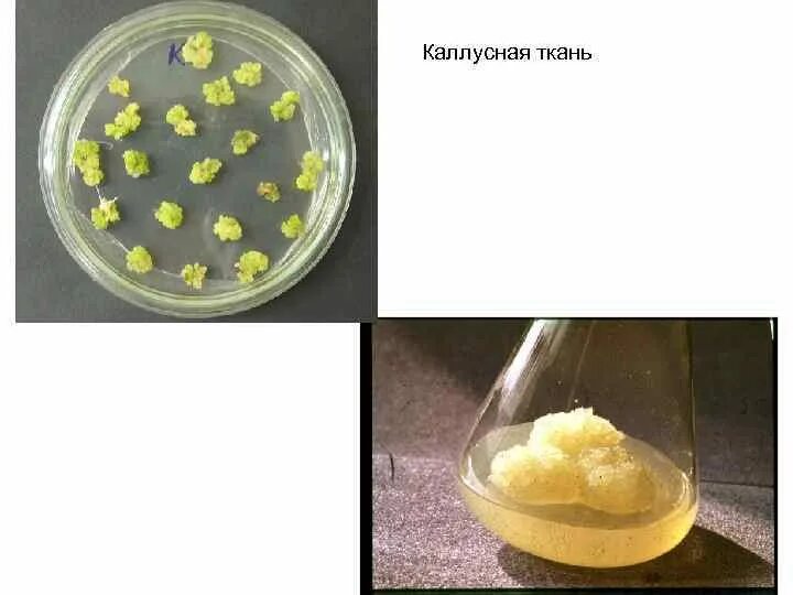 In vitro растения каллус. Каллус черенков роз. Каллус это в биотехнологии. Культура клеток каллус. Каллусная ткань растений.