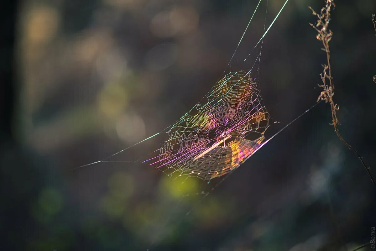 паутина в осеннем лесу. природа с паутиной тройки. летящая паутинка. австралия пауки нашествие. летающая паутина.