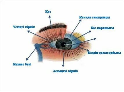 Порнодағы Оксана Сташенко