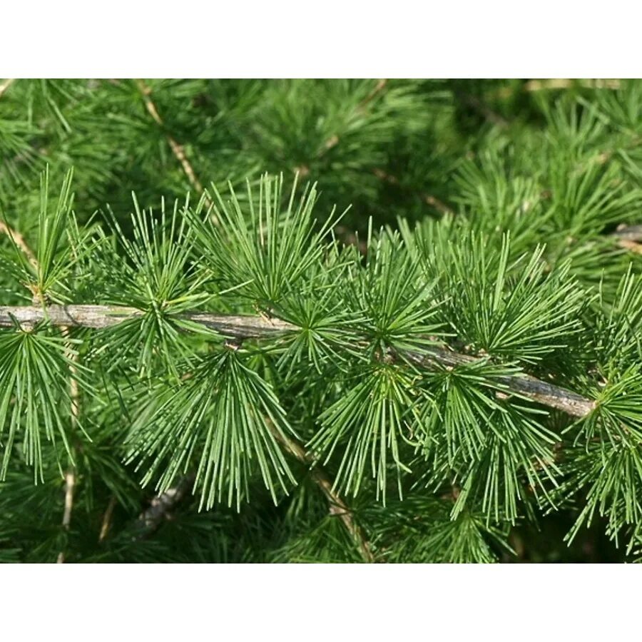 Лиственница сибирская larix sibirica. Лиственница сорта фото. Лиственница европейская larix decidua. Лиственница сорта фото. Хвоинки лиственницы.