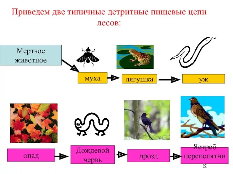 Несколько пищевых цепей