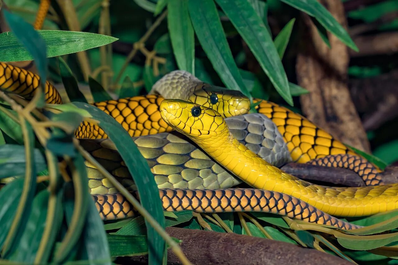 Мир про змей. Зелёная мамба змея. Зеленая змея ядовитая мамба. Пресмыкающиеся змеи мамба. Жёлтая неядовитая змея.