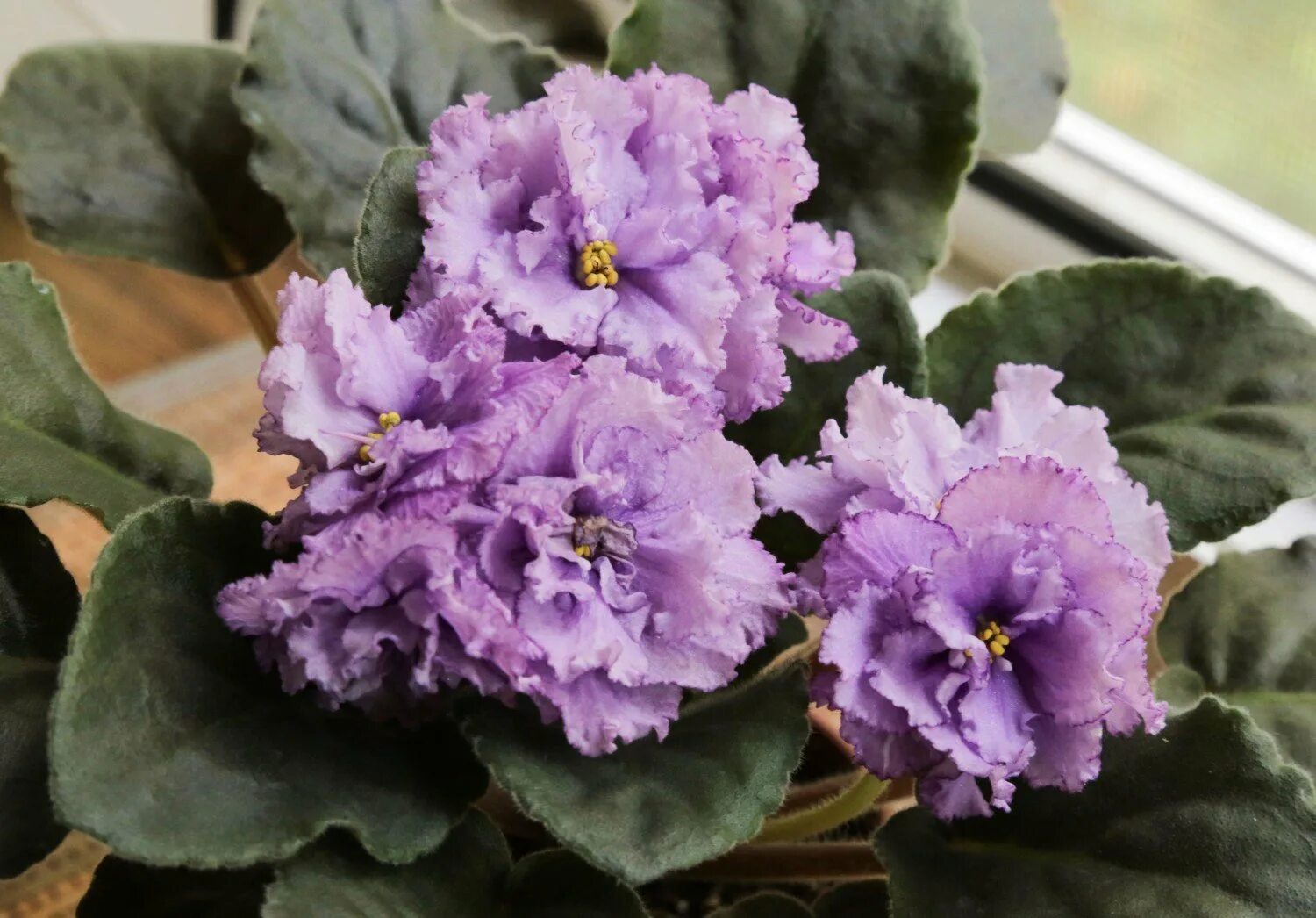 Лф аметист фиалка. Фиалка midnight twist. Фиалка вв аметист. Лебецкая). Ле-прозрачный аметист (е.