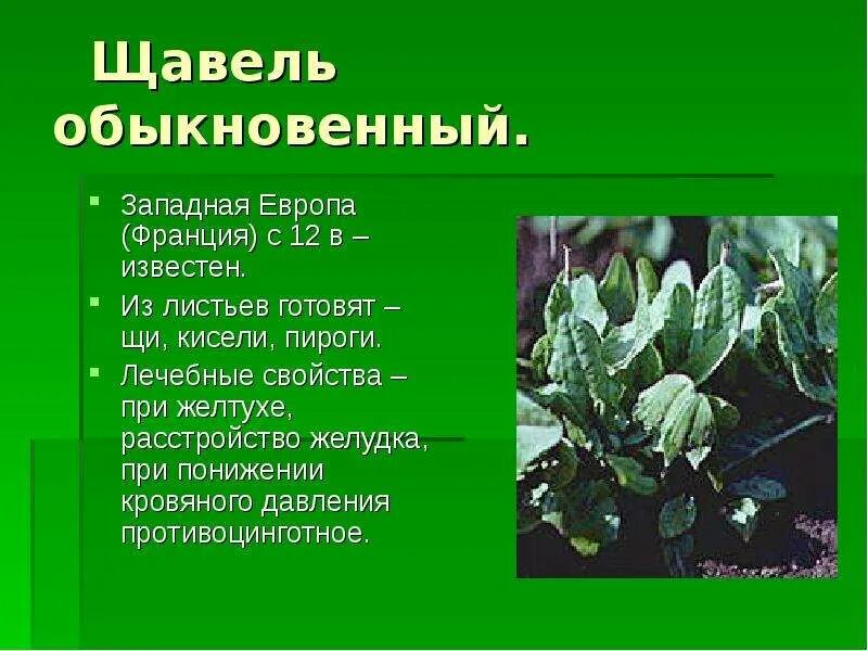 Щавель жаргон. Щавель обыкновенный. щавелек обыкновенный. сообщение о щавеле. интересные факты о щавеле.
