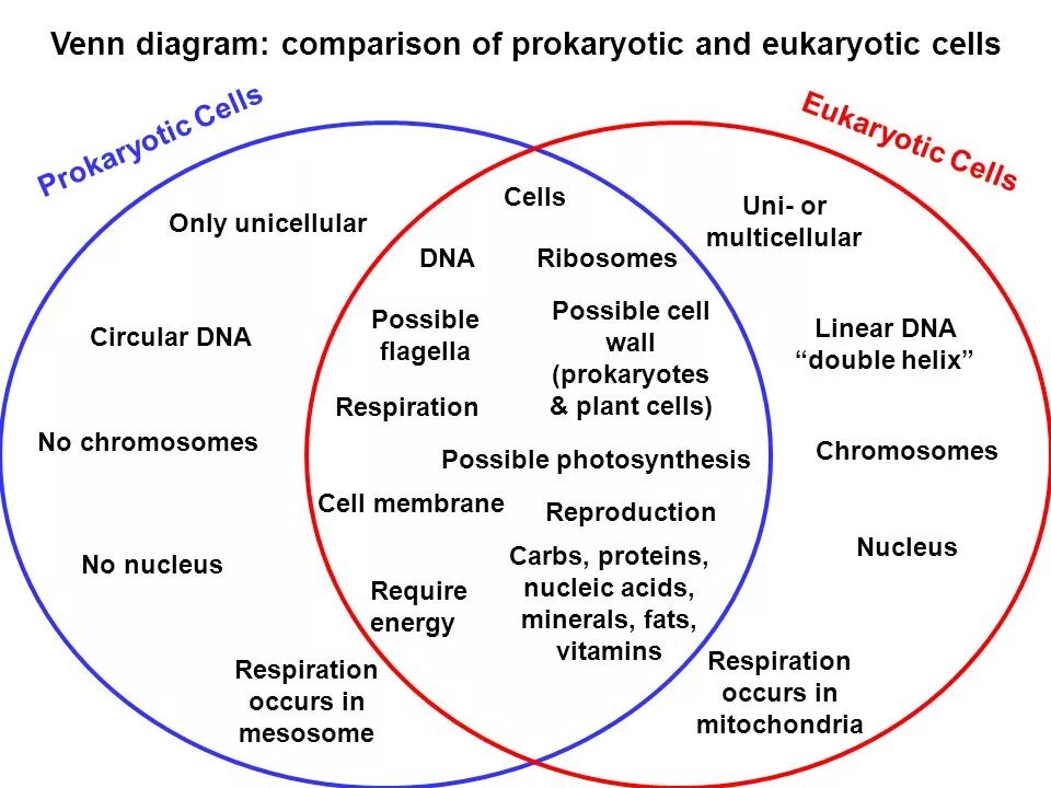 Compare cells. Difference in structure of bacteria and virus. Animal cell structure and plants. Compare prokaryotic and eukaryotic cells. Virus and bacteria.
