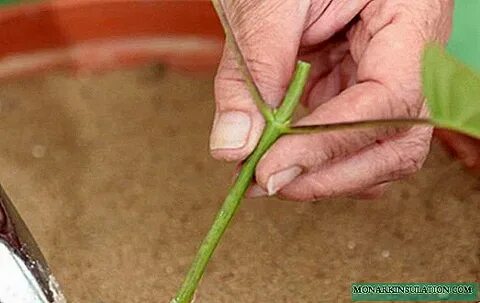 Можно ли укоренить гортензию осенью черенками