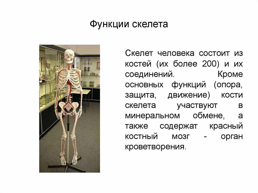 Опора и движение кости скелета. Интересные факты на тему опора тела и движение. Функции костей скелета человека. Функции скелета презентация.