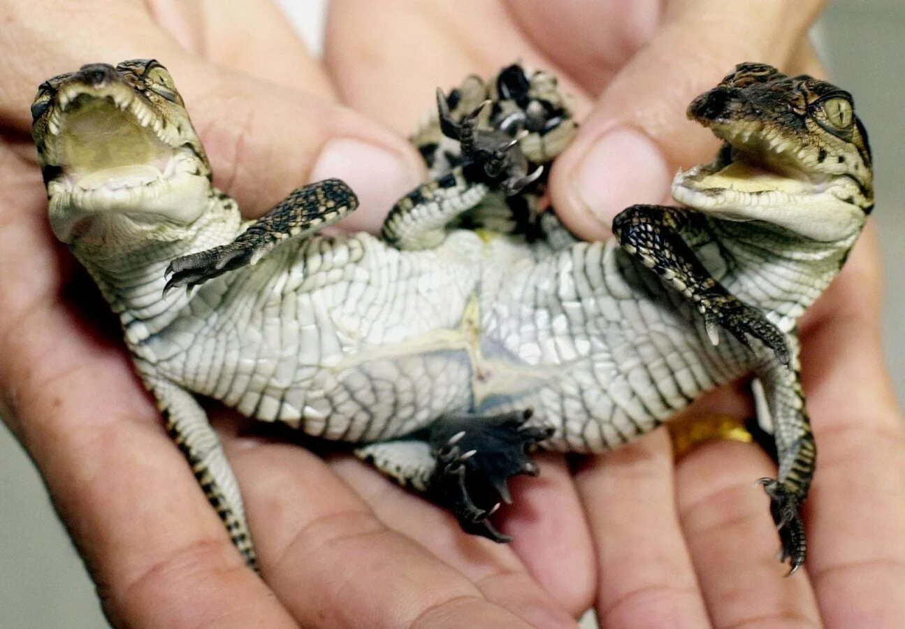 Двухголовые ящерицы. Двухголовая черепаха. Ящерица мутирует. Бородатая агама спаривание. Черепаха сухопутная двухголовая.