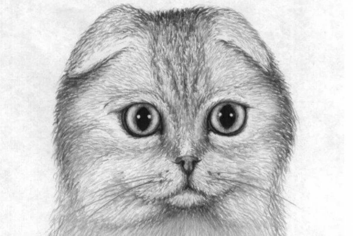 милые раскраски. котики. милые картинки для срисовки. срисовка маленьких котиков. милые рисунки.