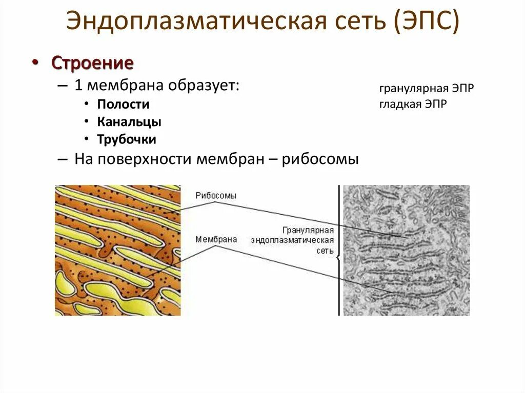 Пузырьков эпс. Эндоплазматическая сеть гранулярная и агранулярная строение. Гранулярная ЭПС строение. Эндоплазматическая сеть агранулярная и гранулярная функции. Строение эндоплазматической цепи.