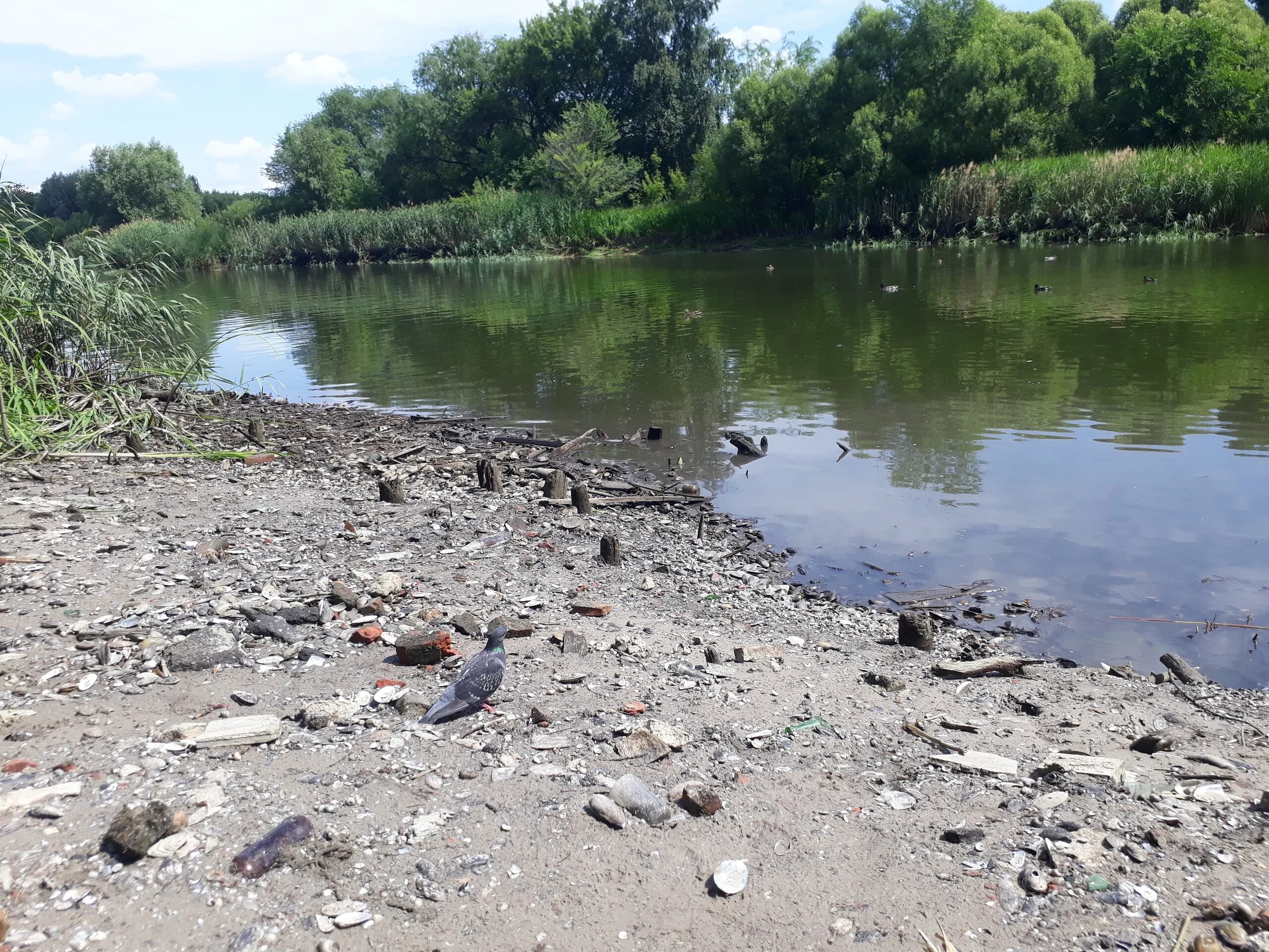 Уровень воды в тамбове сегодня. Речка в Пригородном лесу Тамбов. Тамбов Цна уровень воды. Цна Тамбов грязная вода. Тамбов река Цна обмелела.