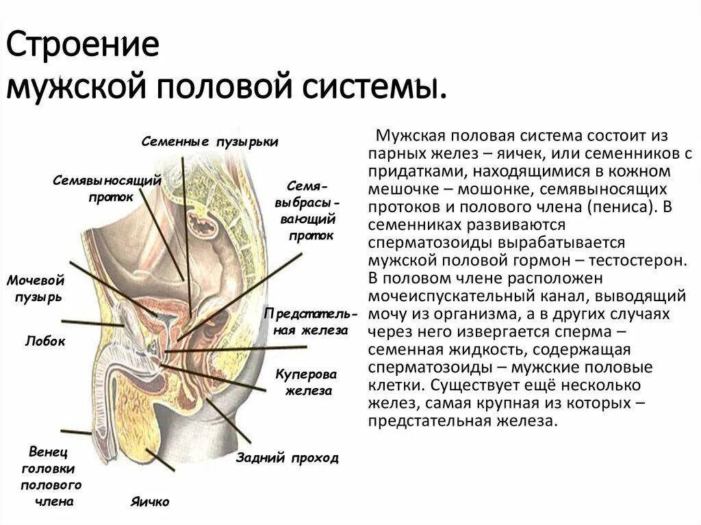 Половые органы строение функции. Строение и функции мужской половой системы кратко. Мужские половые органы.строение,расположение,функции. Наружные половые органы мужчины анатомия. Половая система мужчин анатомия строение.