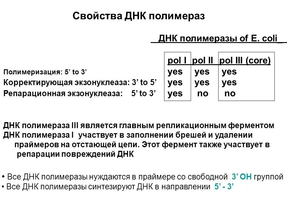 Корректирующая активность днк полимеразы. Корректорская активность днк полимеразы. функции днк полимеразы 1. типы днк полимераз. свойства днк полимеразы.