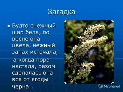 Будто снежный шар бела по весне
