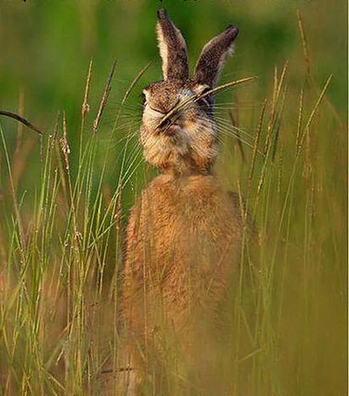 Зайцы косят трынь траву. Заяц фото. Зайцы косят траву. Зайцы косят трын траву. На поляне траву зайцы в полночь косили.