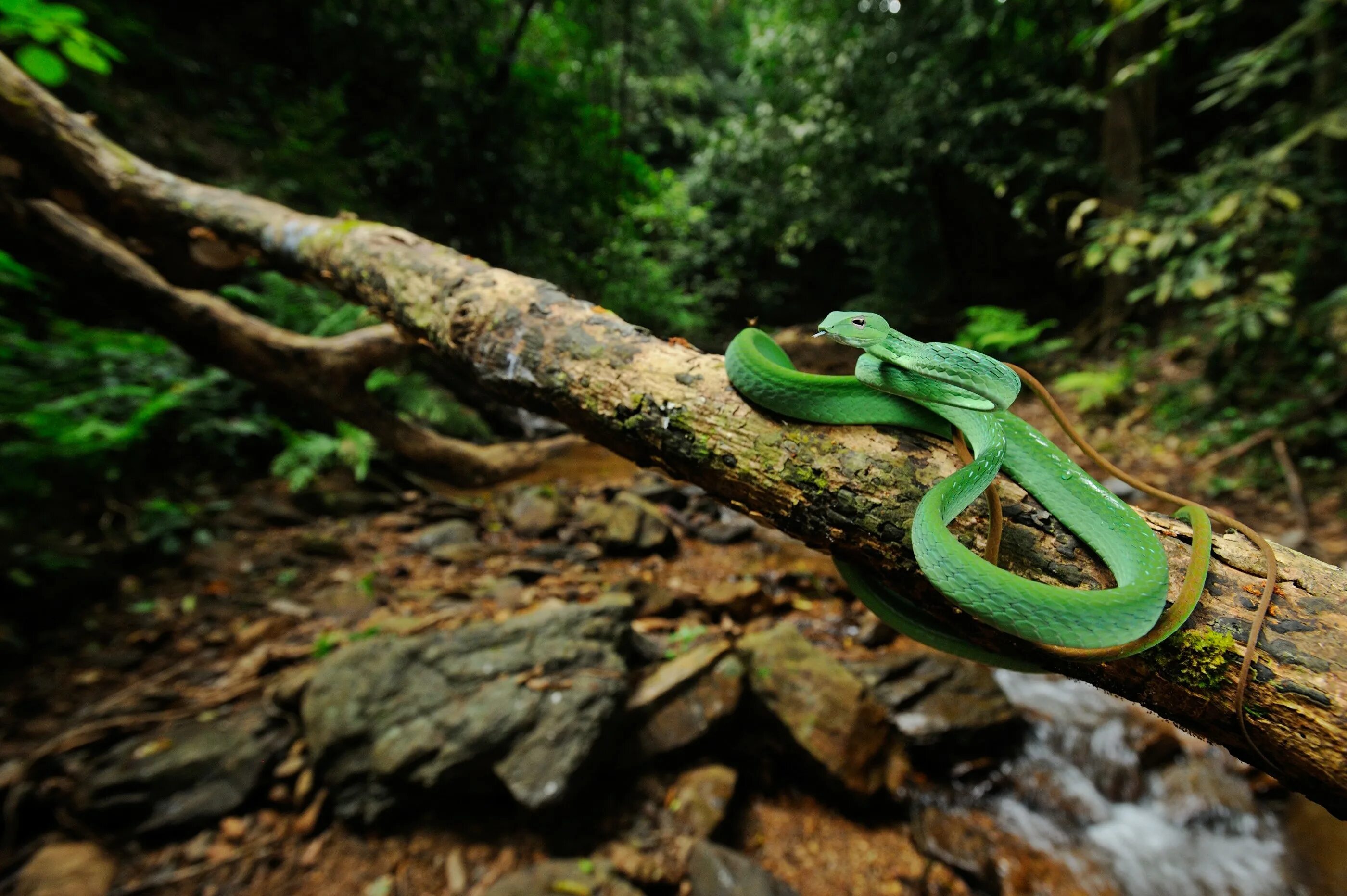 Зелёная змея Рюкю. Питон в джунглях. Питон это пресмыкающиеся. Сельва питон.