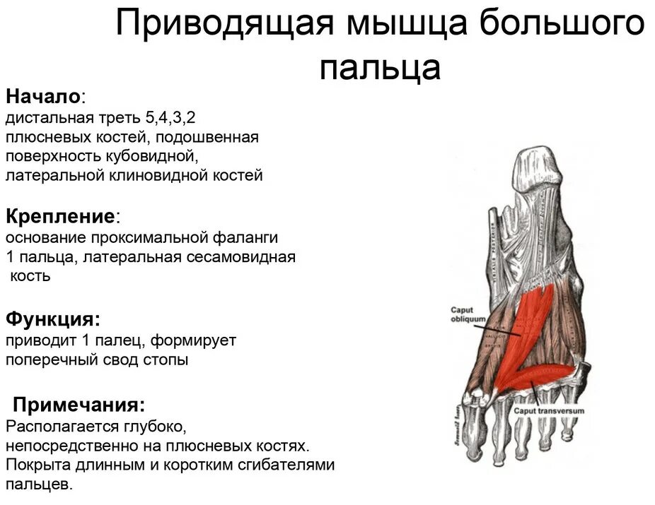 Мышца приводящая большой палец стопы. Сухожилие сгибателя 1 пальца стопы. Мышца приводящая 1 палец стопы. Функция мышцы, отводящей большой палец стопы:.