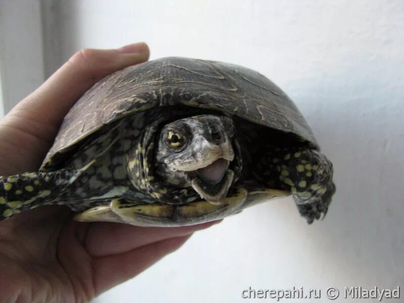 Мёртвая черепашка красноухая. Мертвая черепаха сухопутная. Почему умирают черепахи. Мертвая среднеазиатская черепаха. Почему умирают черепахи.