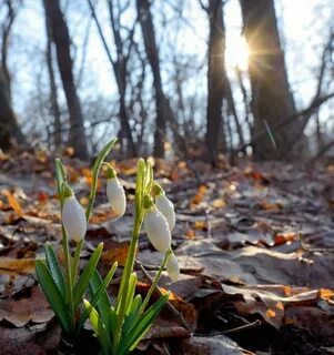 ÐºÐ°Ñ€Ñ‚Ð¸Ð½ÐºÐ¸ Ð²ÐµÑÐ½Ð° Ð¿Ñ€Ð¸Ñ€Ð¾Ð´Ð°: 2 Ñ‚Ñ‹Ñ Ð¸Ð·Ð¾Ð±Ñ€Ð°Ð¶ÐµÐ½Ð¸Ð¹ Ð½Ð°Ð¹Ð´ÐµÐ½Ð¾ Ð² Ð¯Ð½Ð´ÐµÐºÑ ...