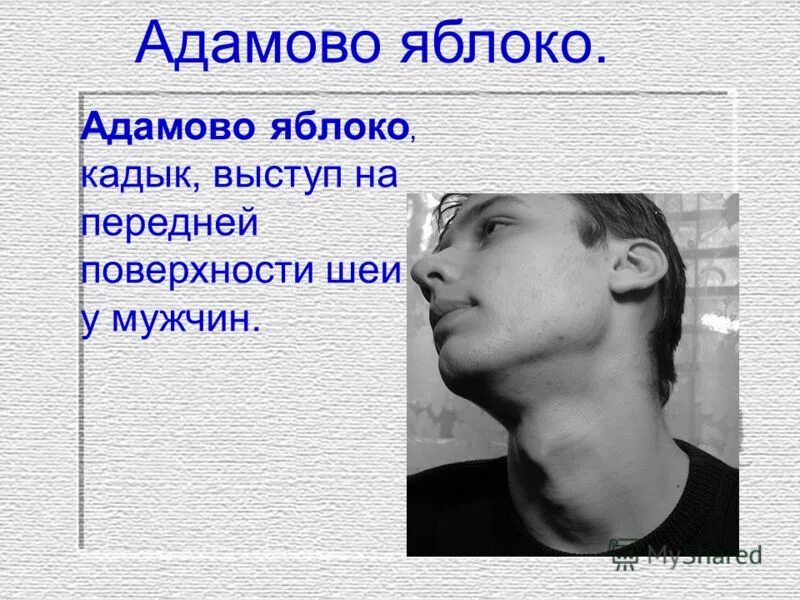 Адамово яблоко на теле. Адамово яблоко у мужчин. Адамово яблоко анатомия. Адамово яблоко у парней.