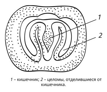 Ы целом