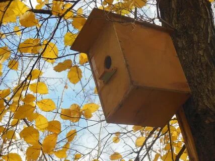 Опустел скворечник улетели птицы